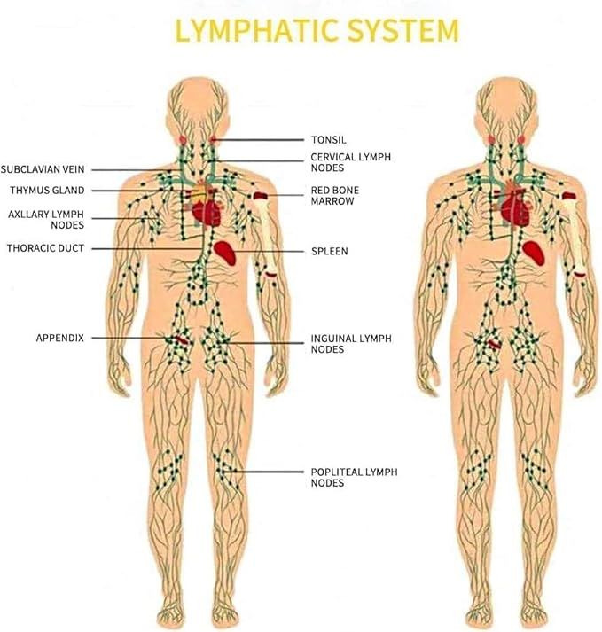 Ginger Massage Oil,Ginger Oil for Lymphatic Drainage,Massage Oil for Massage Therapy,SPA Massage Oils,Relaxing Sore Muscle Massage Oil,Ginger Essential Oil for Body Massage