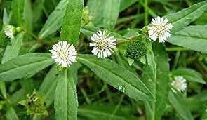 Eclipta Prostrata | Karisalai | Karisalankanni | Bhringraj powder | False Daisy Powder | Hair Growth | Organic Herbal Powder for Beautiful Hair 100% Natural (700 GM)