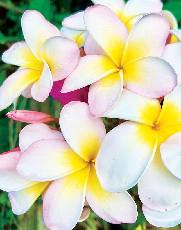 Island Soap and Candle Works Plumeria Blossom Scented Body Lotion for Men and Women, Paraben Free Body Moisturizer - Hydrating Hawaiian Skincare - 8.5 Fl Oz. Bottle