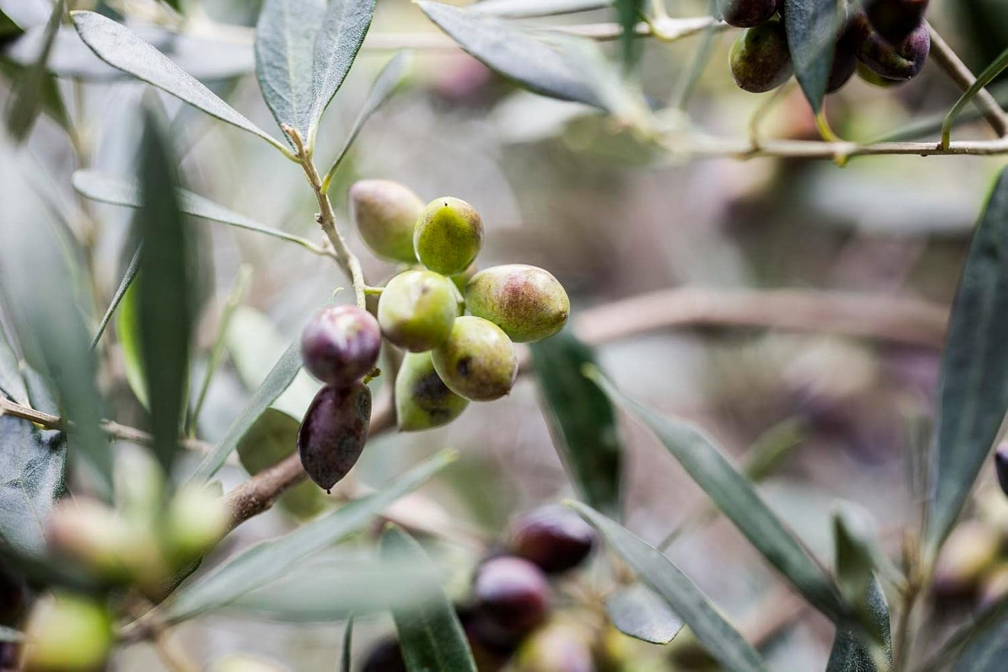 KORRES Olive Hand Cream, Sea Salt, Nourishing and Hydrating Moisturizer with Greek Olive Oil and Antioxidants, For Soft Smooth Skin and Dry Hands, Vegan Skin Care for Women & Men, 2.54 Fl Oz