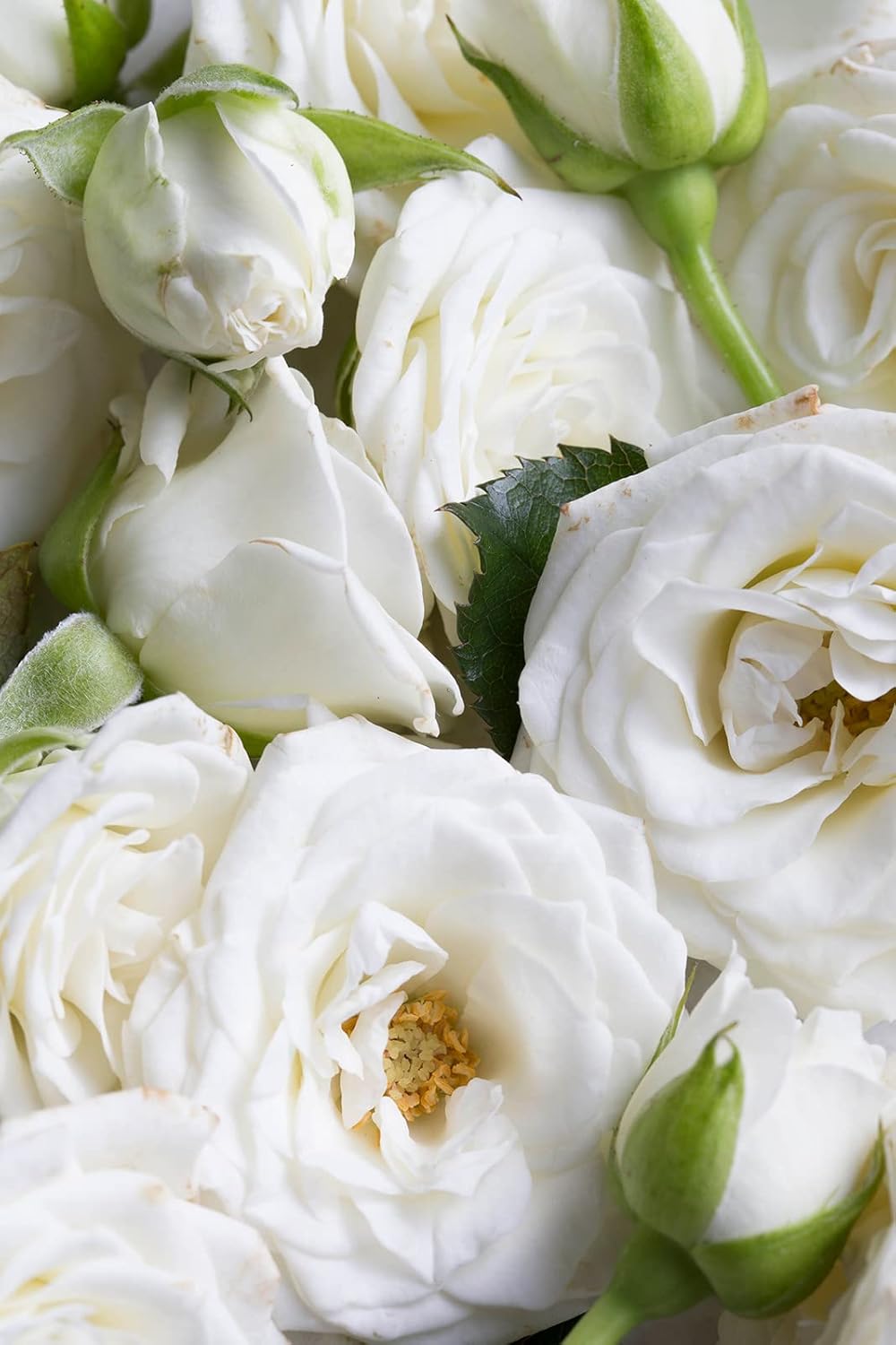 KORRES Renewing Body Cleanser, White Blossom Aroma, Foaming Shower Gel for Women & Men with Greek Botanicals, Gentle Body Wash to Cleanse & Hydrate, Vegan & Cruelty Free, Made in Greece, 8.45 Fl Oz