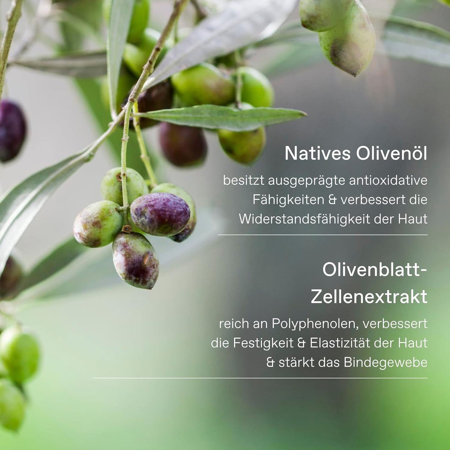 KORRES Olive Hand Cream, Nourishing and Hydrating Moisturizer with Greek Olive Oil and Antioxidants, For Soft Smooth Skin and Dry Hands, Vegan Skin Care for Women & Men, 2.54 Fl Oz