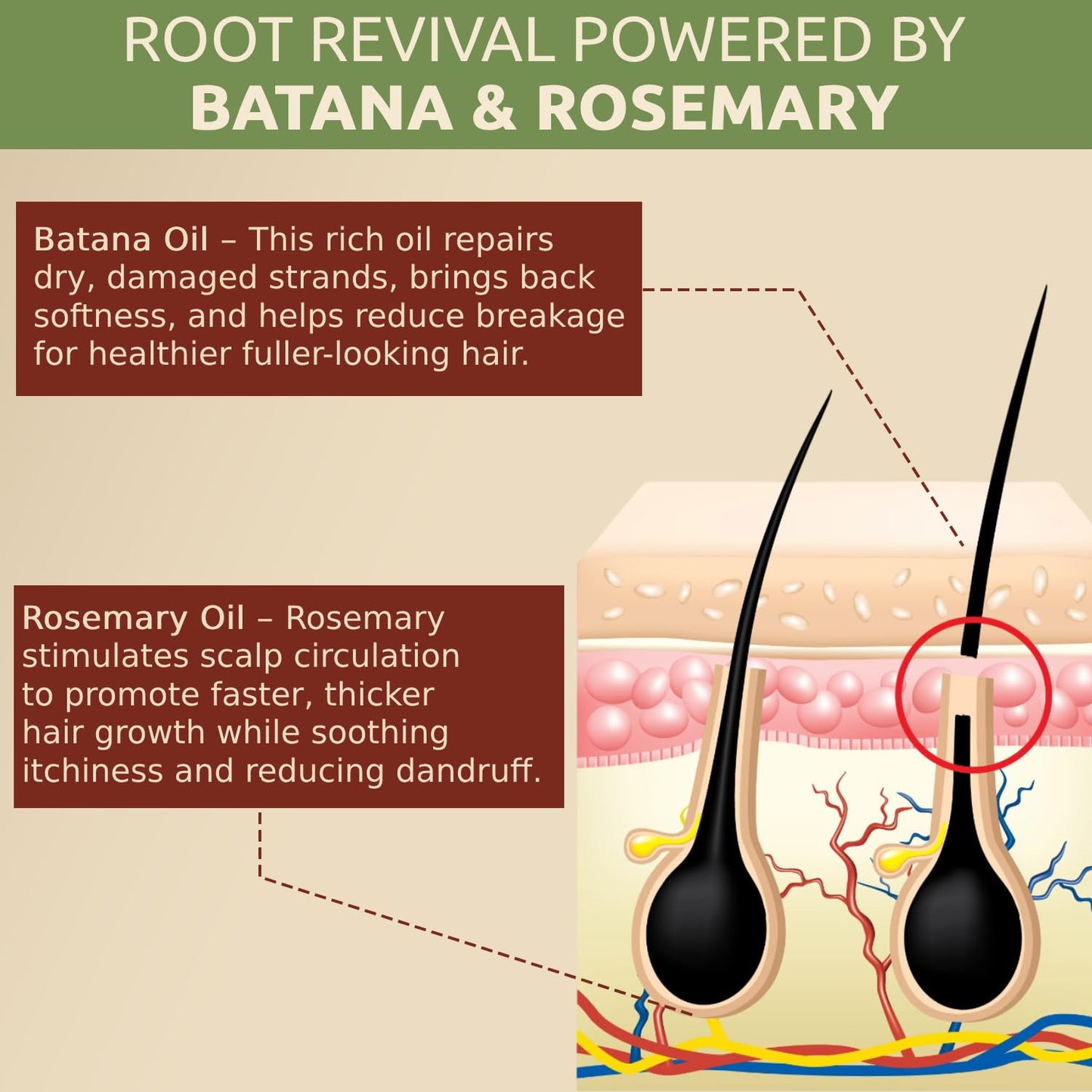 Batana Oil for Hair Growth with Rosemary: Nourish & Detox Scalp for Thicker, Stronger, Longer Hair - Dr. Sebi Recommended, 100% Organic Batana Oil from Honduras - Reduce Hair Loss (2 Fl Oz)