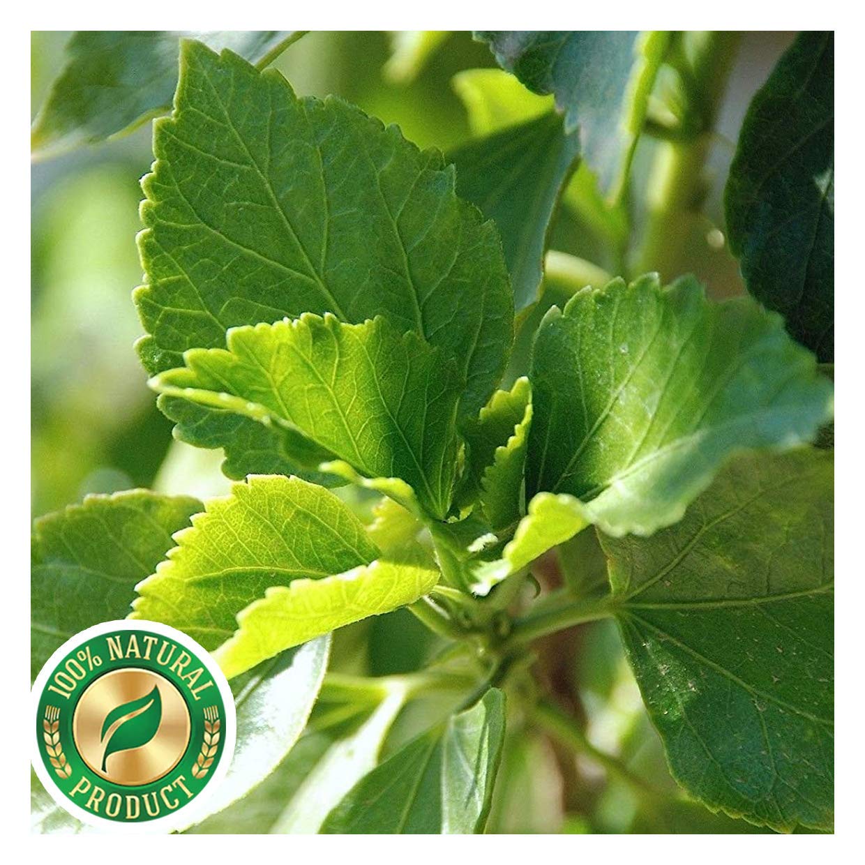 neotea Hibiscus Leaf Powder | Sembaruthi Ilai (500gm)