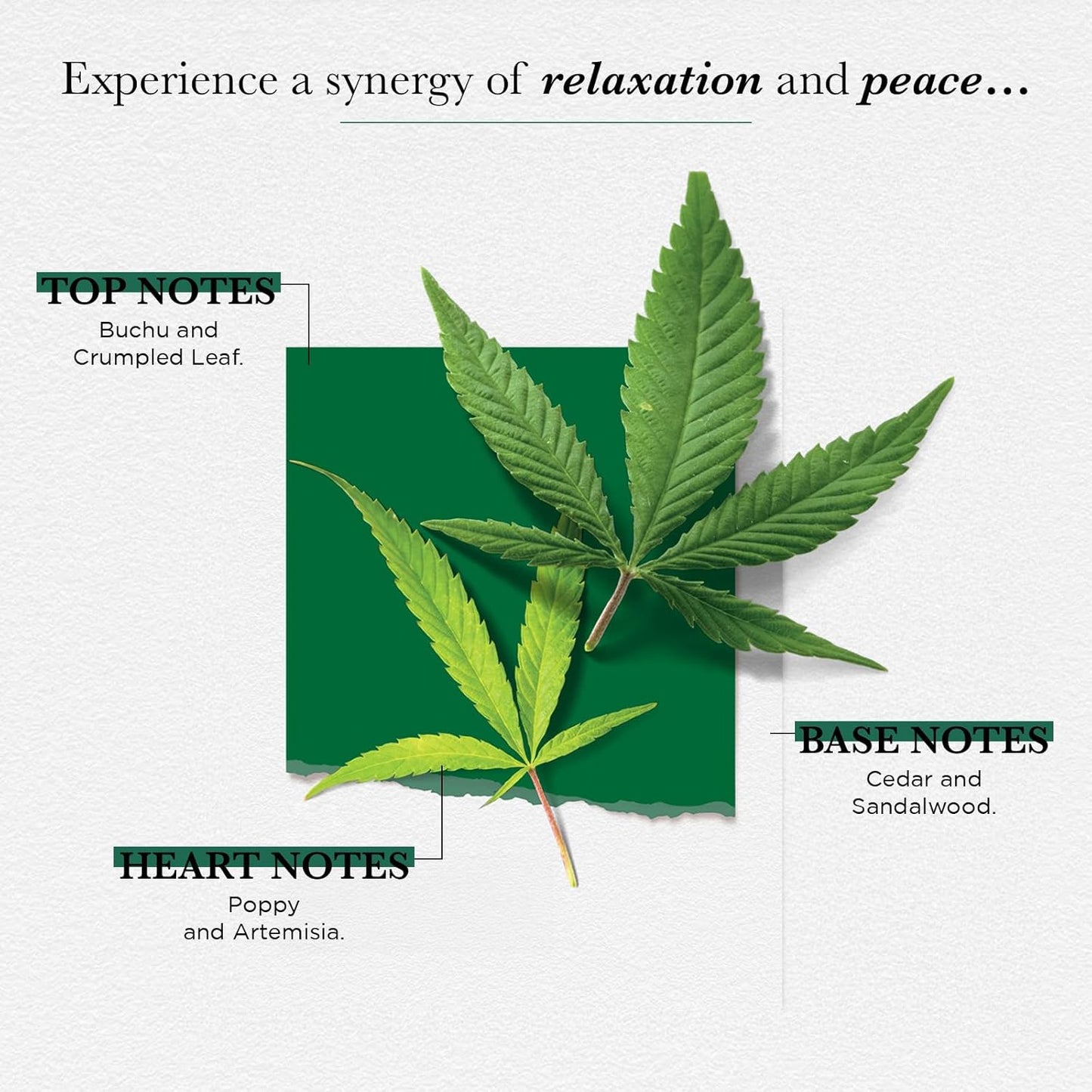 SOLINOTES Zen Meadow Perfume for Women - Eau De Parfum | Delicate Floral and Soothing Scent - Made in France - Vegan - 1.7 fl.oz