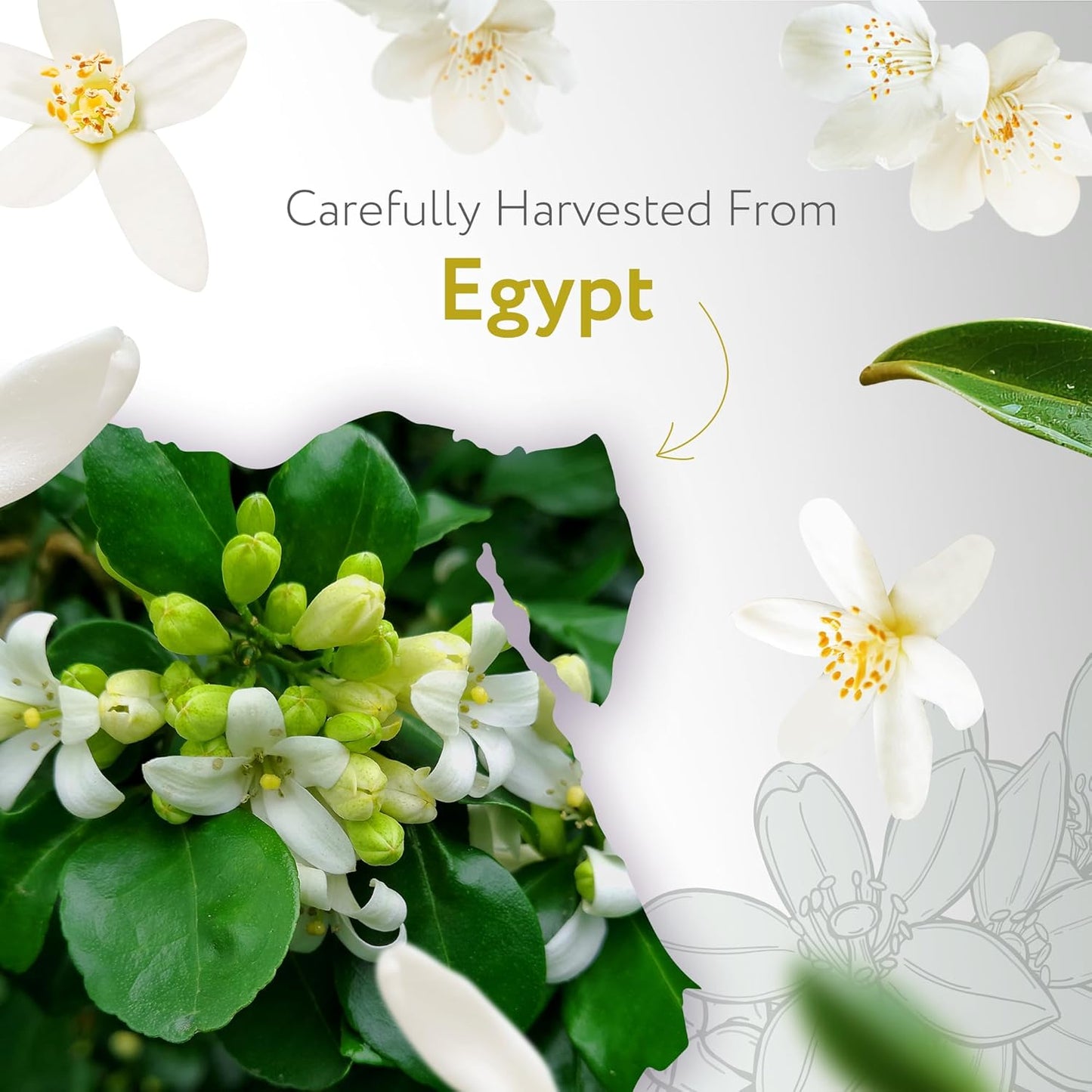 HBNO Organic Neroli Essential Oil- 1/3 oz (10ml) Size - Ideal for Diffusers, Cleaning Agents, Skincare, and Haircare.