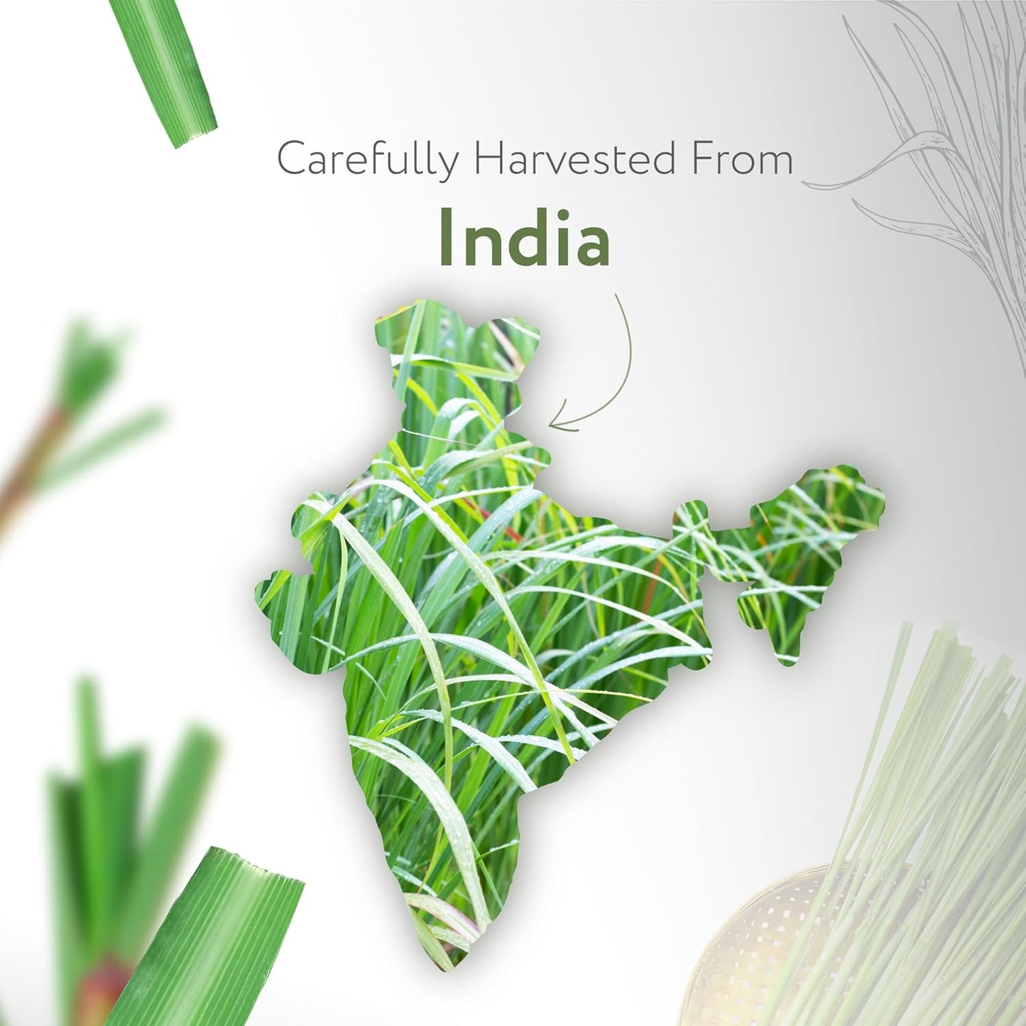 HBNO Organic Lemongrass Essential Oil - Huge 4 oz (120ml) Value Size - USDA Certified Organic Lemongrass Essential Oil, Perfect for Aromatherapy, Soap Making, DIY, Diffuser