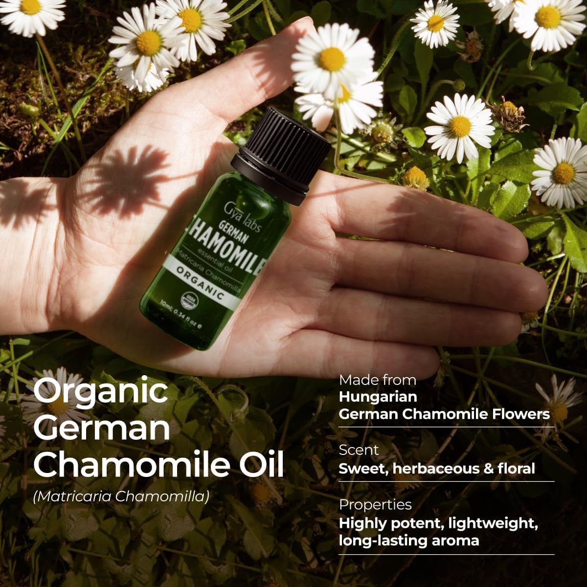 Gya Labs Organic German Chamomile Essential Oil - 0.34 Fl Oz - for Skin, Hair, Diffuser, Aromatherapy, DIY Candle Making Scents