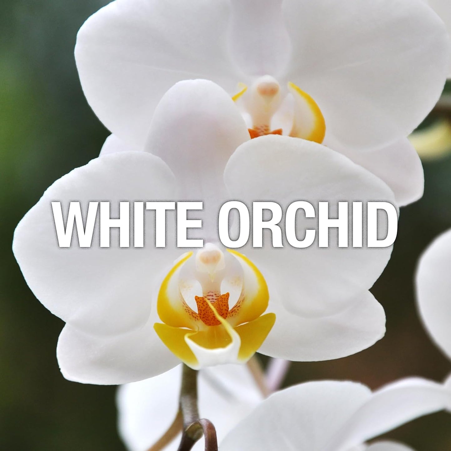 Curve Crush for Women Perfume Fragrance Set, Body Wash & Lotion, Fragrance Mist and Loofa, Day or Night Scent, 4 Piece Set