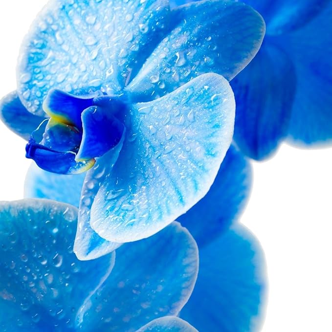 Pour Moi Blue Serum Climate-Smart Anti-Aging Formula with Hyaluronic Acid, Retinol, and Vitamin C