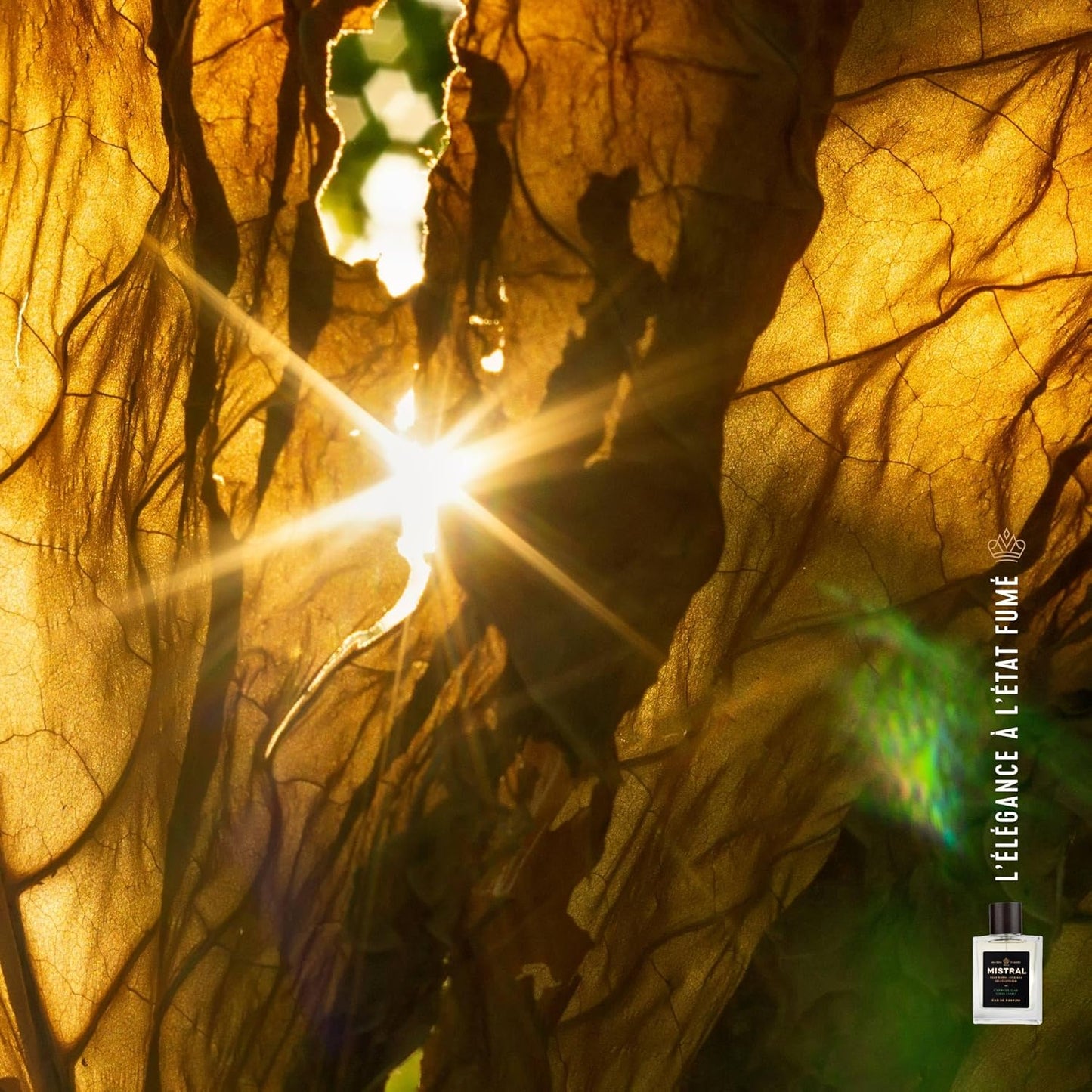 Mistral Men’s Cologne – Golden Tobacco Eau de Parfum | Warm & Aromatic Perfume For Men with Bergamot, Tonka Bean & Cashmere Wood | Cruelty-Free & Long-Lasting Cologne for Men, Made in France - 3.4 Oz