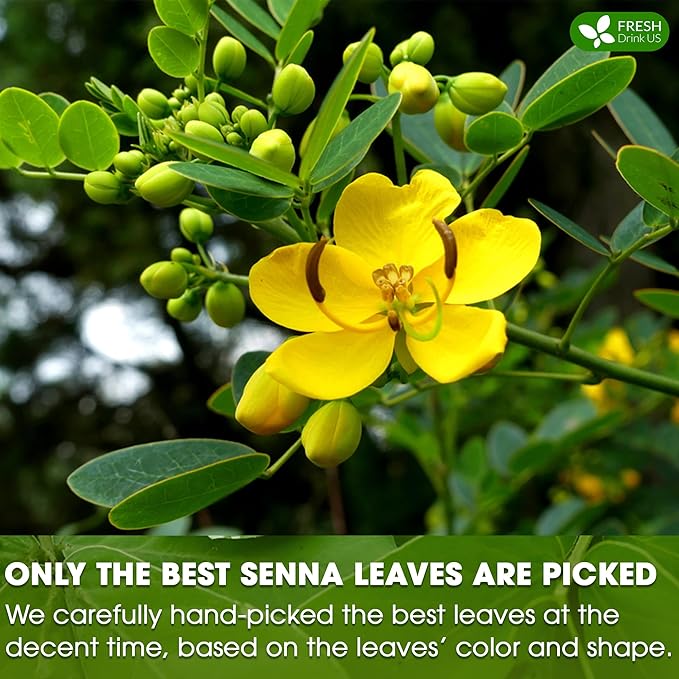 FreshDrinkUS, Premium 75 Senna Leaf Tea Bags, 100% Natural & Pure from Senna Leaves. Loose Leaf Senna Herbal Tea, Made with Natural Material Tea Bags. No Sugar, No Caffeine, No Gluten, Vegan.