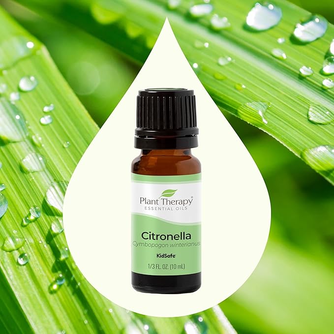 Plant Therapy Citronella Essential Oil 10 mL (1/3 oz) 100% Pure, Undiluted, Citronella Oil for Aromatherapy, Diffuser, Candle Making, Skin Care, Outdoors, Therapeutic Grade