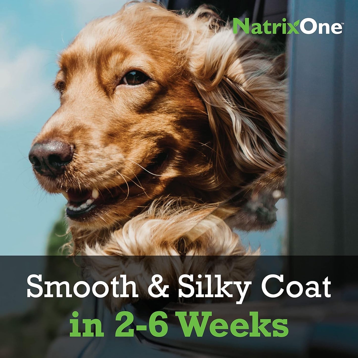 100% Pure Camelina Oil for Dogs, 16 oz - Dog Skin and Coat Supplement All-Natural Supplements, Support Hearts, Joints, Coats, Skin and Anti-inflammatory, Protective Care - Omega 3 by NatrixOne