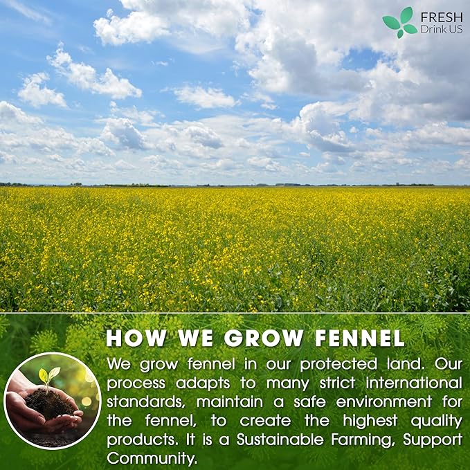 FreshDrinkUS Premium 200 Fennel Tea Bags, 100% Natural & Pure From Seeds. Herbal Tea Made With Natural Material Bags. No Sugar, No Caffeine, No Gluten, Vegan.