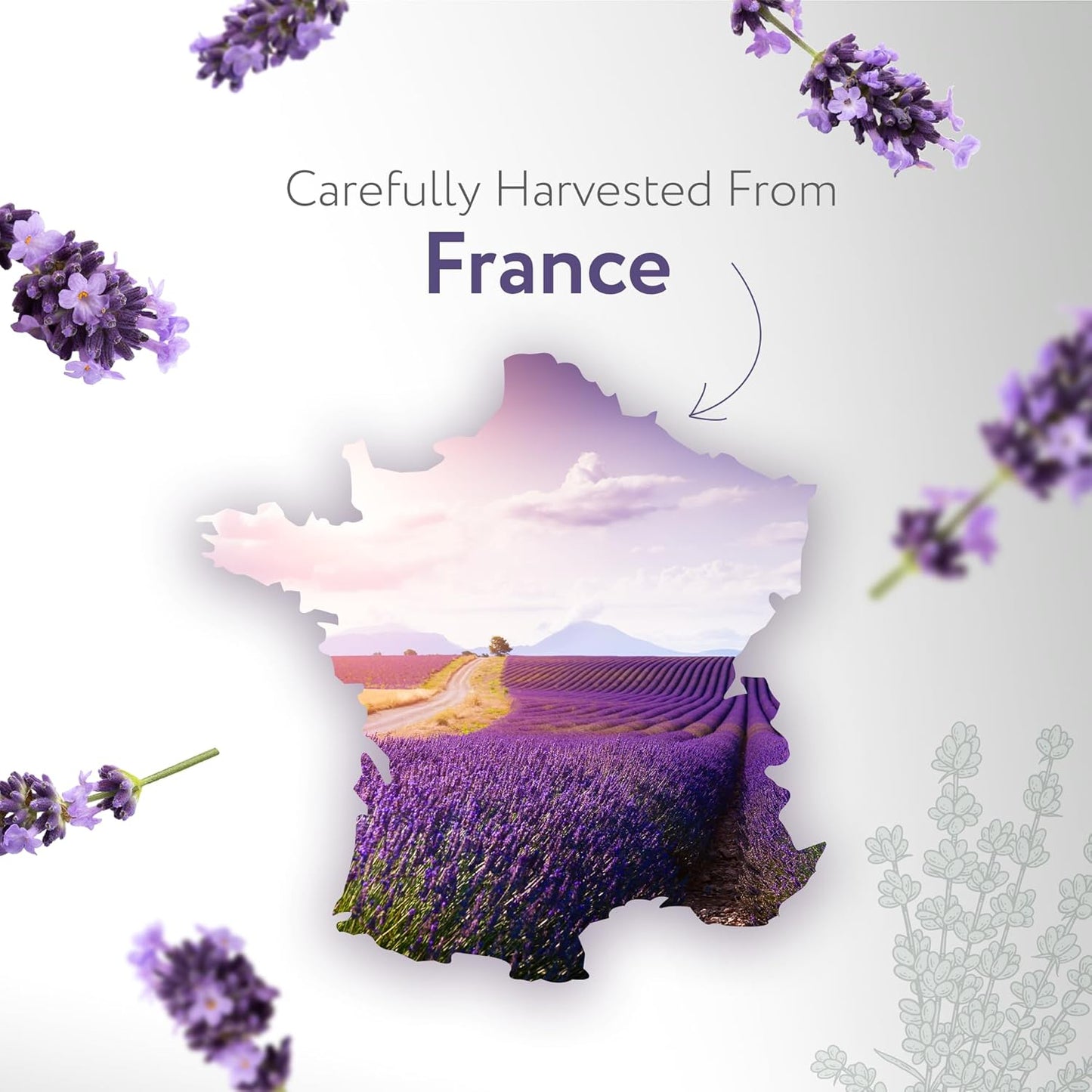 HBNO Organic Lavender Dutch Oil - 32 oz (950 ml) Large Size - Ideal for Shampoos, Conditioners, Mouth Washes, Face wash, Lotions, and Skin Care Products (Glass Bottle).