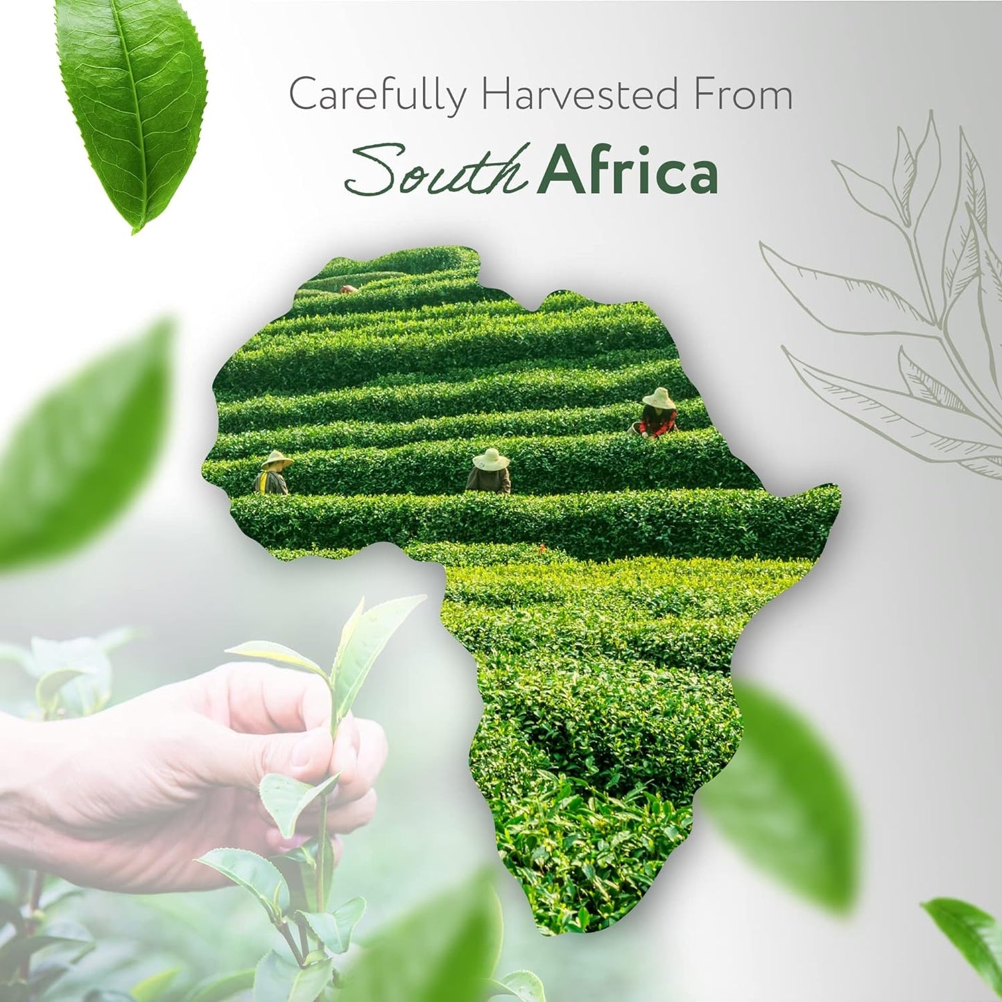 HBNO California Bottled Organic Tea Tree Oil for Skin & Hair - 4 fl oz (120ml) - USDA Certified Organic Tea Tree Oil for Aromatherapy