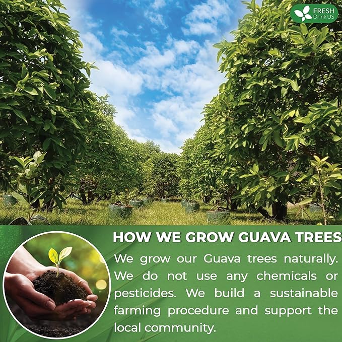 FreshDrinkUS Premium Guava Tea Bags - 15 Count, 100% Natural & Pure Herbal Tea from Guava Leaves. No Sugar, Caffeine, or Gluten. Vegan.