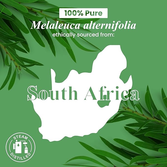 Handcraft Blends Tea Tree Essential Oil - 1 Fl Oz - 100% Pure and Natural - Premium Grade Essential Oil for Diffuser and Aromatherapy