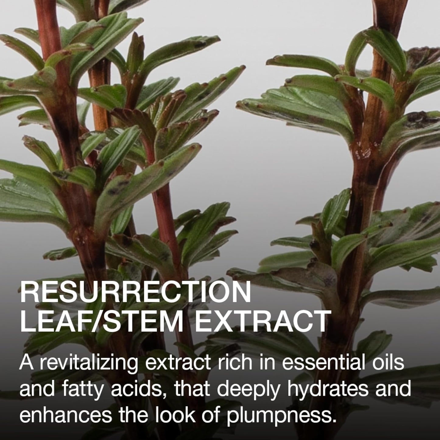 Ogee Beyond Clean Lip Gloss - Certified Organic Lip Gloss for Women - Effortlessly Plump, Hydrate & Add High-Shine Color, Freesia - Desert Rose Shimmer