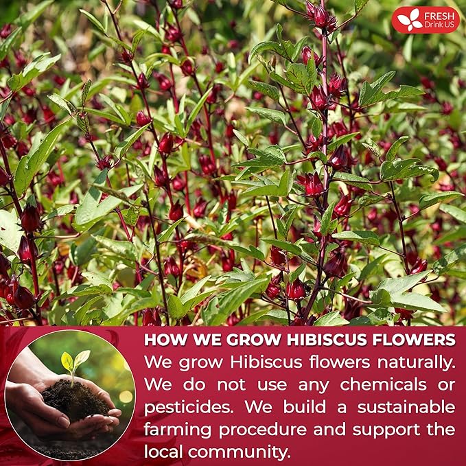 FreshDrinkUS Premium 60 Hibiscus Tea Bags, 100% Natural & Pure. Loose Flower Herbal Tea, No Sugar, Caffeine, Gluten. Vegan.