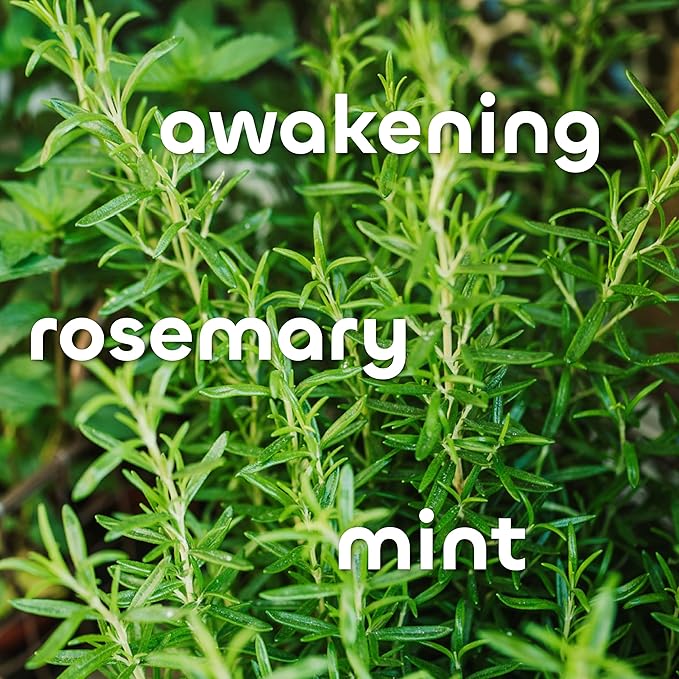 Seaweed Bath Co. Firming Body Cream, Rosemary Mint Scent, 6 Ounce, Skin Toning Hand & Body Lotion Moisturizer for Dry Skin, with Sustainably Harvested Seaweed, Chlorella, Green Coffee Bean