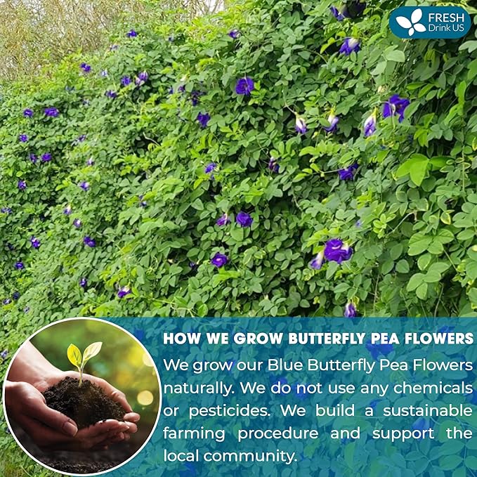 FreshDrinkUS, Premium 1010+ Butterfly Pea Flowers, 100% Natural & Pure from Whole Blue Butterfly Pea Flowers, Wildcrafted, Dried Blue Butterfly Pea Flowers Herbal Tea, No Gluten, Vegan