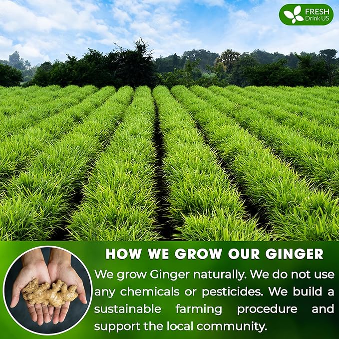 FRESHDRINKUS Premium 120 Ginger Tea Bags, 100% Natural & Pure from Ginger Roots, Ginger Tea, Ginger Herbal Tea. Ginger Tea. No Sugar, No Caffeine, No Gluten, Vegan.