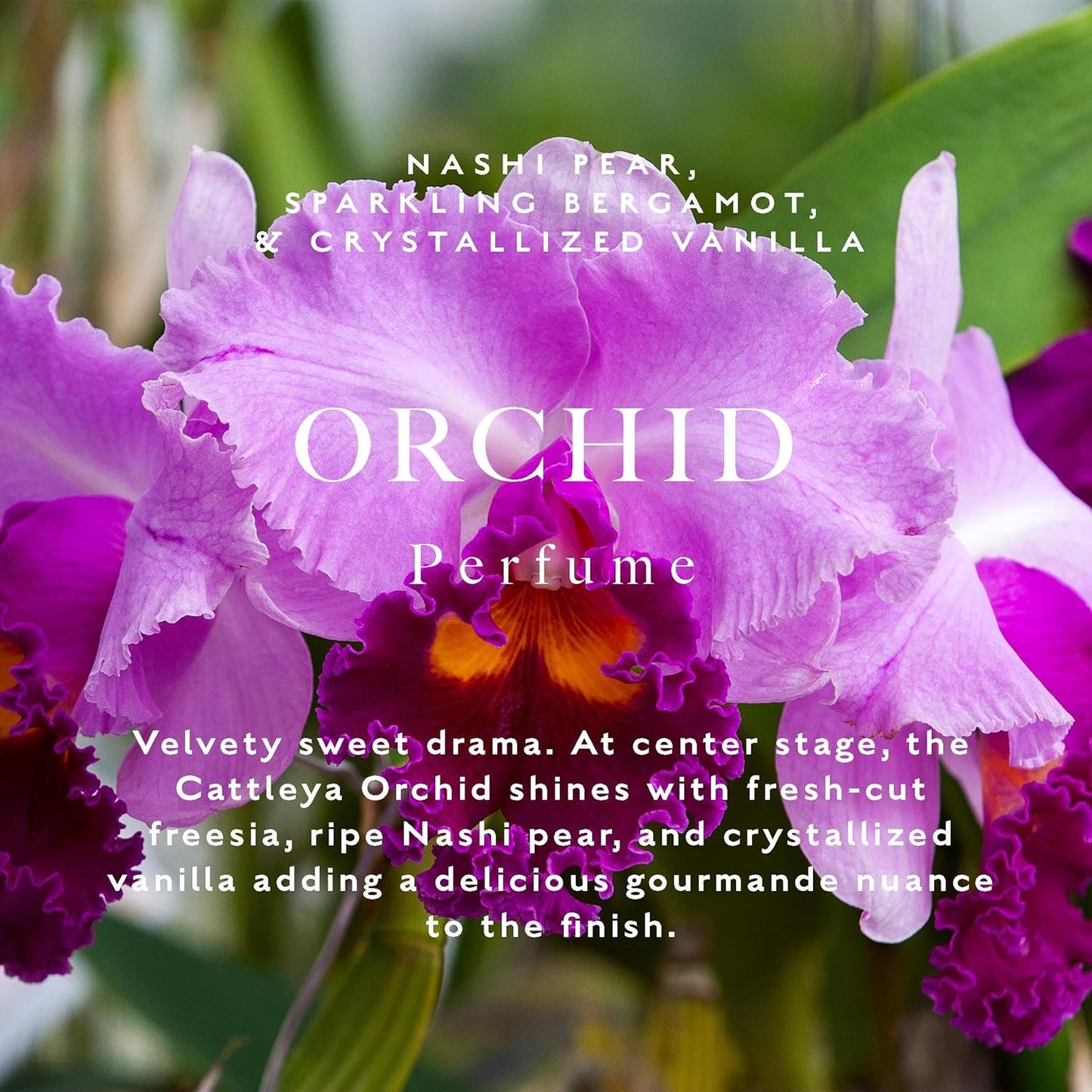 Caswell-Massey Orchid Perfume, Classic Floral Scent, Luxurious & Long-Lasting Fragrance for Women, Full Size, Perfume for Women, 2 Fl Oz