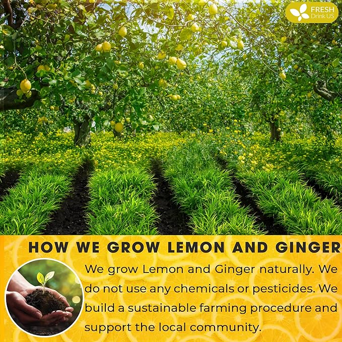 FreshDrinkUS, Premium 200 Lemon Ginger Tea Bags, 100% Natural Ingredients, Hand-made Blend of Lemon and Ginger, Eco-conscious Tea Bags. Lemon Ginger Herbal Tea. No Sugar, No Caffeine, Vegan.