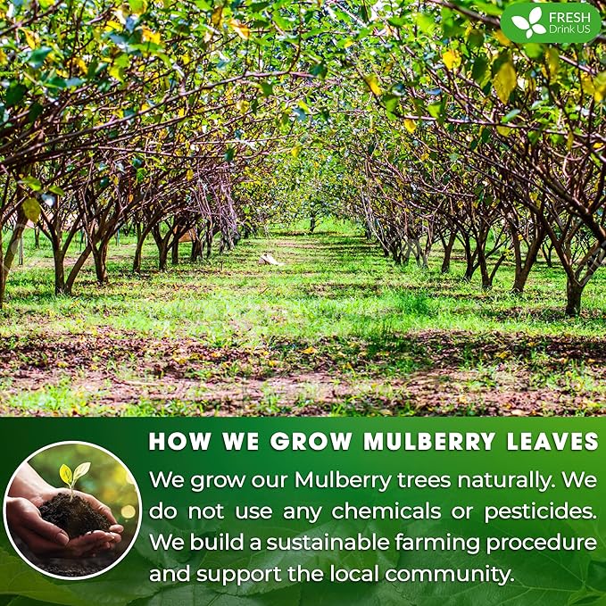 FreshDrinkUS, Permium 2oz Mulberry Leaves, 100% Natural & Pure from Mulberry Leaves, Mulberry Leaf Tea, Mulberry Loose Leaf Herbal Tea, No Additives, No Caffeine, Vegan